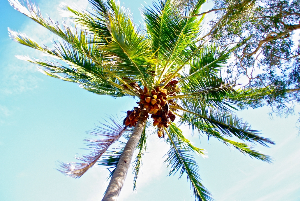 Weekend Wellness Tip: Coconut Oil Benefits