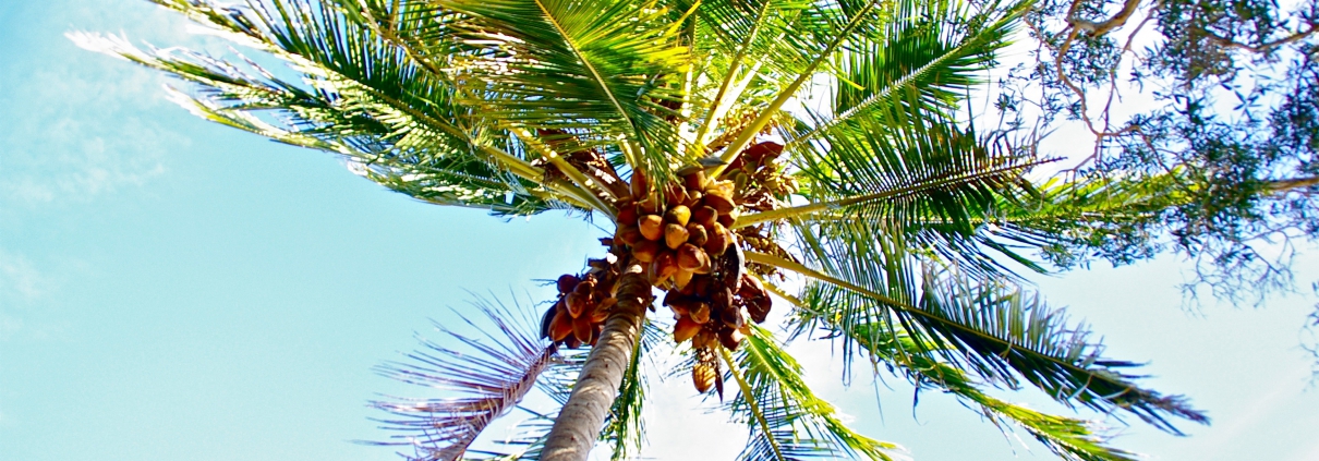 Weekend Wellness Tip: Coconut Oil Benefits