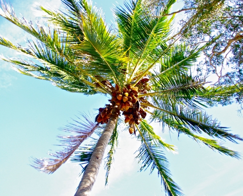 Weekend Wellness Tip: Coconut Oil Benefits