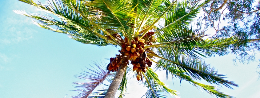 Weekend Wellness Tip: Coconut Oil Benefits